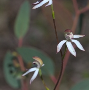 Caladenia moschata at Point 26 - suppressed