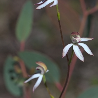 Caladenia moschata (Musky Caps) at Black Mountain - 16 Oct 2021 by TimotheeBonnet