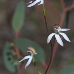 Caladenia moschata (Musky caps) at Acton, ACT - 16 Oct 2021 by TimotheeBonnet