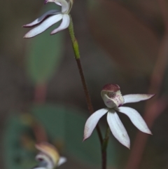 Caladenia moschata at Point 26 - suppressed