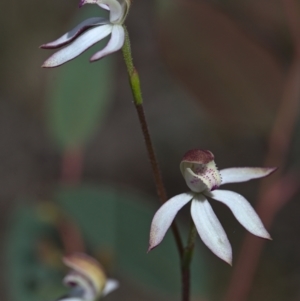 Caladenia moschata at Undefined Area - suppressed