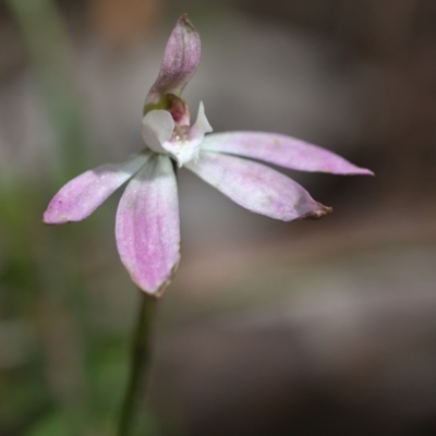 Caladenia fuscata (Dusky Fingers) at Black Mountain - 16 Oct 2021 by TimotheeBonnet