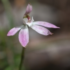 Caladenia fuscata (Dusky fingers) at Point 26 - 16 Oct 2021 by TimotheeBonnet