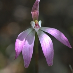 Caladenia carnea (Pink Fingers) at Black Mountain - 16 Oct 2021 by TimotheeBonnet