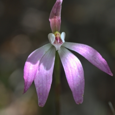 Caladenia carnea (Pink Fingers) at Acton, ACT - 16 Oct 2021 by TimotheeBonnet