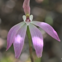 Caladenia carnea at Undefined Area - suppressed