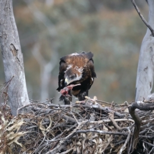 Aquila audax at Ainslie, ACT - 19 Oct 2021