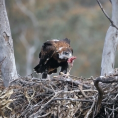 Aquila audax at Ainslie, ACT - 19 Oct 2021