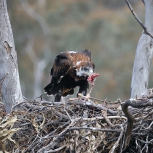 Aquila audax at Ainslie, ACT - suppressed