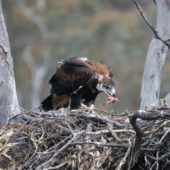 Aquila audax at Ainslie, ACT - 19 Oct 2021