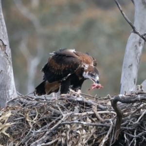 Aquila audax at Ainslie, ACT - suppressed