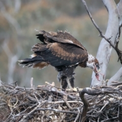 Aquila audax at Ainslie, ACT - suppressed