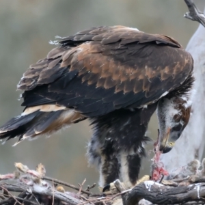 Aquila audax at Ainslie, ACT - 19 Oct 2021