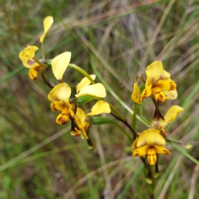 Diuris nigromontana (Black Mountain Leopard Orchid) at Cook, ACT - 19 Oct 2021 by drakes