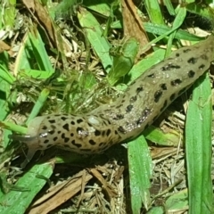 Limax maximus (Leopard Slug, Great Grey Slug) at Acton, ACT - 20 Oct 2021 by LD12