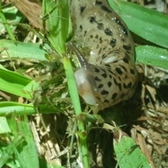 Limax maximus at Acton, ACT - 20 Oct 2021