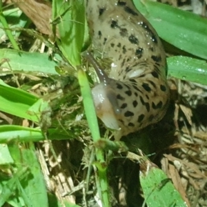 Limax maximus at Acton, ACT - 20 Oct 2021