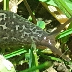 Limax maximus at Acton, ACT - 20 Oct 2021 09:42 PM