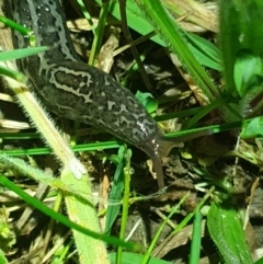 Limax maximus at Acton, ACT - 20 Oct 2021 09:42 PM