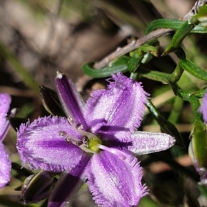 Thysanotus patersonii at Cook, ACT - 19 Oct 2021 10:34 AM