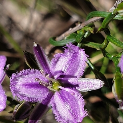 Thysanotus patersonii (Twining Fringe Lily) at Cook, ACT - 19 Oct 2021 by drakes