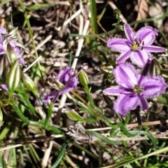 Thysanotus patersonii at Cook, ACT - 19 Oct 2021