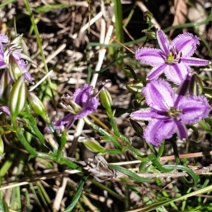 Thysanotus patersonii at Cook, ACT - 19 Oct 2021 10:34 AM