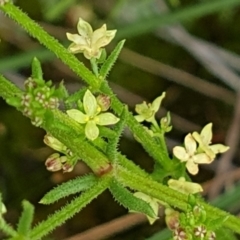 Galium gaudichaudii subsp. gaudichaudii (Rough Bedstraw) at Cook, ACT - 20 Oct 2021 by drakes