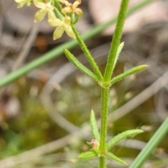 Galium gaudichaudii subsp. gaudichaudii at Cook, ACT - 20 Oct 2021