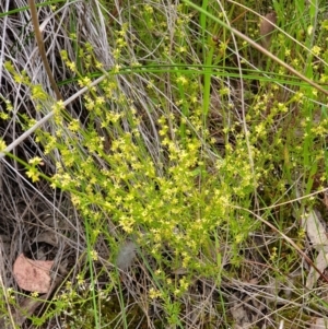 Galium gaudichaudii subsp. gaudichaudii at Cook, ACT - 20 Oct 2021