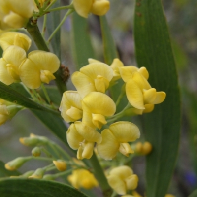 Daviesia mimosoides (Bitter Pea) at Acton, ACT - 20 Oct 2021 by Handke6