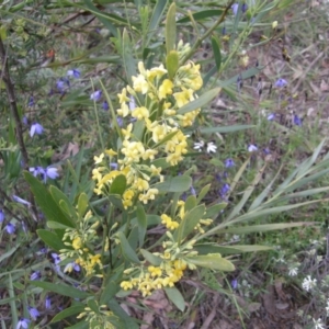 Daviesia mimosoides at Acton, ACT - 20 Oct 2021