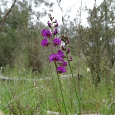 Swainsona recta (Small Purple Pea) at Kambah, ACT - 12 Oct 2021 by Handke6