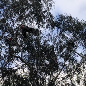 Callocephalon fimbriatum at Red Hill, ACT - suppressed