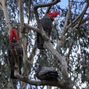 Callocephalon fimbriatum at Red Hill, ACT - suppressed