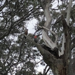 Callocephalon fimbriatum (Gang-gang Cockatoo) at Garran, ACT - 10 Oct 2021 by Flutteringsparrow2