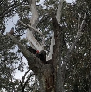 Callocephalon fimbriatum at Garran, ACT - 10 Oct 2021