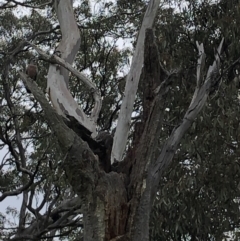 Callocephalon fimbriatum at Garran, ACT - 10 Oct 2021