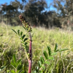 Acaena sp. (A Sheep's Burr) at Googong, NSW - 16 Oct 2021 by Wandiyali