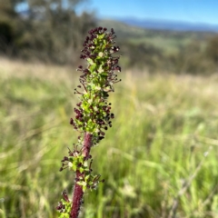 Acaena (genus) at Googong, NSW - 17 Oct 2021 08:44 AM