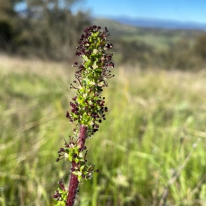 Acaena (genus) at Googong, NSW - 17 Oct 2021