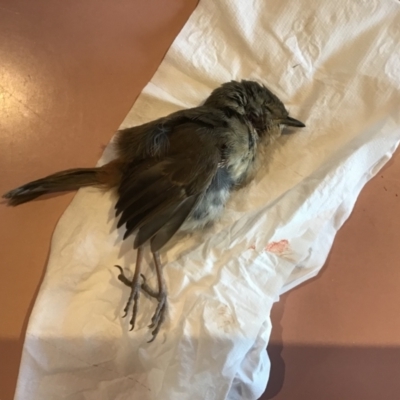 Hylacola pyrrhopygia (Chestnut-rumped Heathwren) at Carwoola, NSW - 20 Oct 2021 by Liam.m