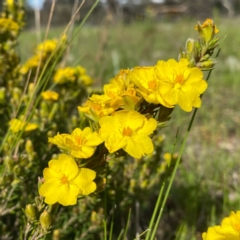 Hibbertia calycina (Lesser Guinea-flower) at Wandiyali-Environa Conservation Area - 18 Oct 2021 by Wandiyali