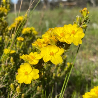 Hibbertia calycina (Lesser Guinea-flower) at Googong, NSW - 18 Oct 2021 by Wandiyali