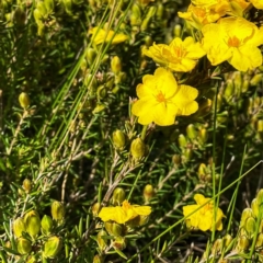 Hibbertia calycina at Googong, NSW - 18 Oct 2021 03:59 PM