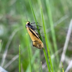 Philobota undescribed species near arabella (A concealer moth) at Googong, NSW - 20 Oct 2021 by Wandiyali