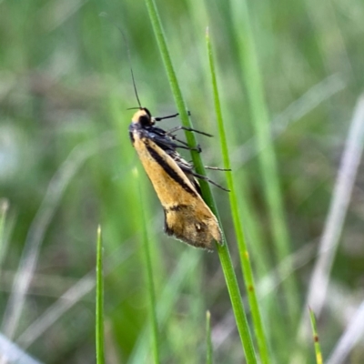 Philobota undescribed species near arabella (A concealer moth) at QPRC LGA - 20 Oct 2021 by Wandiyali
