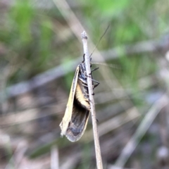 Philobota undescribed species near arabella at Googong, NSW - 20 Oct 2021