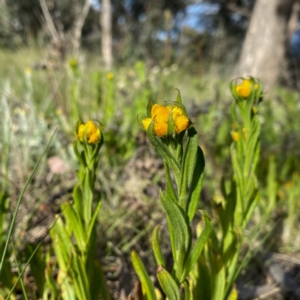 Chrysocephalum apiculatum at Googong, NSW - 20 Oct 2021 05:16 PM