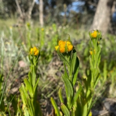Chrysocephalum apiculatum (Common Everlasting) at Googong, NSW - 20 Oct 2021 by Wandiyali